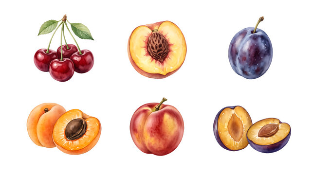 Stone fruits like cherries, peaches, and plums are captured in a collection of watercolor illustrations featuring halved pieces.