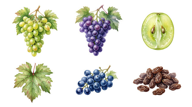 Grapes and raisins are arranged as a series of watercolor illustrations showing different varieties and a dried fruit pile.
