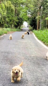 A pack of happy golden retriever adult dogs and their adorable puppies running on a rural road
