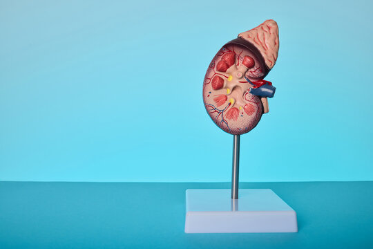 Anatomical kidney model on blue background. Medical treatment of nephritis and renal stones.
