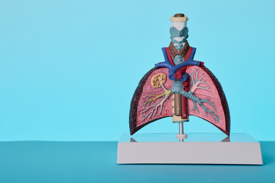 Thoracic respiratory anatomical model showing pulmonary bronchus structure. Pulmonary disease diagnostics in medical clinic.