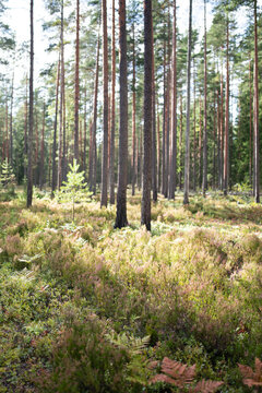 Tall pine trunks rise above colorful heather, ferns, moss and low vegetation during early autumn. Soft sunlight illuminates forest filled with first signs of fall season. Beauty of nature. 