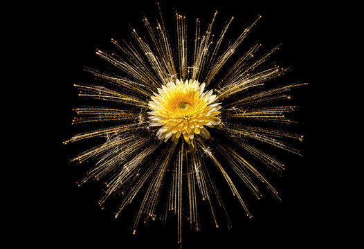 Golden chrysanthemum flower with firework light burst on black background