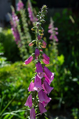 Purple foxglove blooms in the garden in summer © Galina