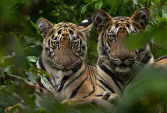 Tiger sibling in the jungle of Tadoba Andhari Tiger Reserve, India