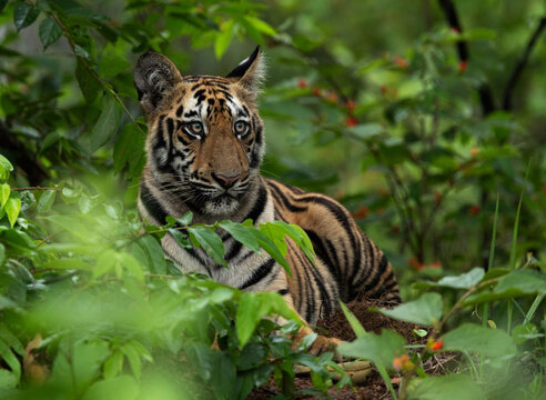 Portrait of a tiger cub in the jungle of Tadoba Andhari Tiger Reserve, India