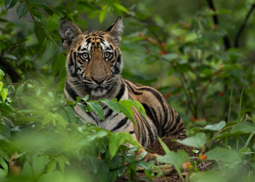 Closeup of a tiger cub in the jungle of Tadoba Andhari Tiger Reserve, India