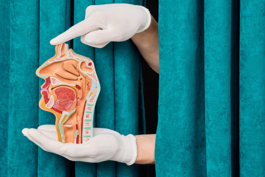 Doctor pointing at upper respiratory tract and oral cavity anatomical structure. Modern ENT diagnostics and rhinitis prevention strategy.