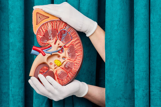 Gloved hands carefully holding large anatomical cross section model of human kidney. Nephrology consultation and pyelonephritis treatment strategy.