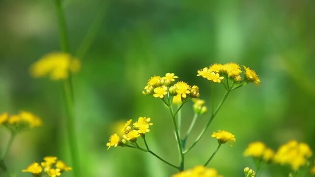 小さなサンビタリア シームレスループ動画背景 16:9 4K