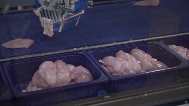 Automated chicken meat retrieval system located in an automated chicken factory