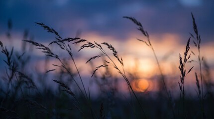 Obraz premium sunset in the grass