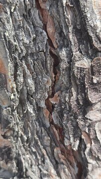 Close up of natural pine tree bark texture with deep cracks on a sunny day.
