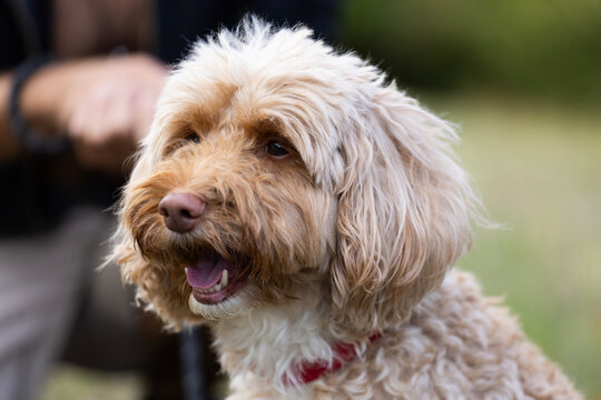 Portrait of a cute beige Cockapoo dog with soft curly fur