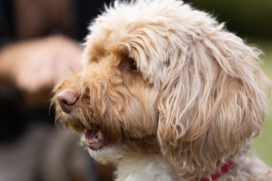 Portrait of a cute beige Cockapoo dog with soft curly fur