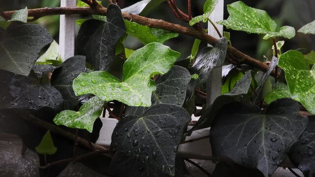 Fresh ivy leaves with rain droplets clinging to wet green foliage during light rainfall outdoors close up.