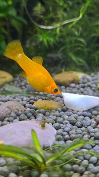 Bright yellow molly fish swimming in a freshwater aquarium close to a white seashell.