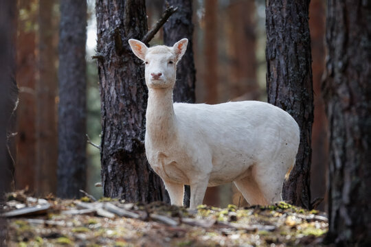 An adult white fallow deer (Dama dama) standing on a forest floor against pine trees and looking toward the camera lens on a sunny autumn day. Wildlife photography with copy space.