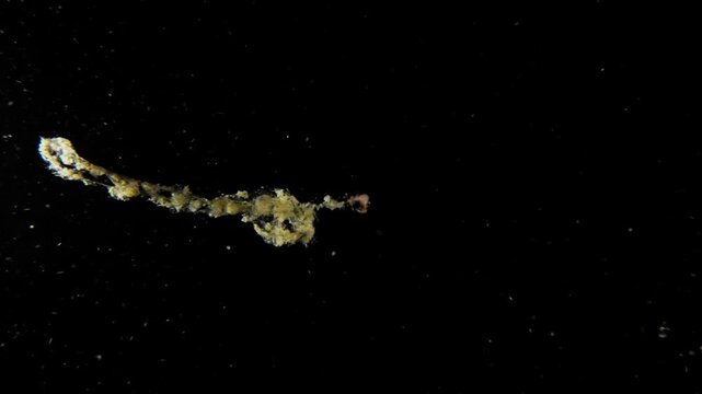Larval Shrimp swimming in open ocean during a blackwater dive, with a long trailing line of bioluminescent or reflective excrement that mimics a stinging siphonophore. Filmed in Anilao, Philippines.