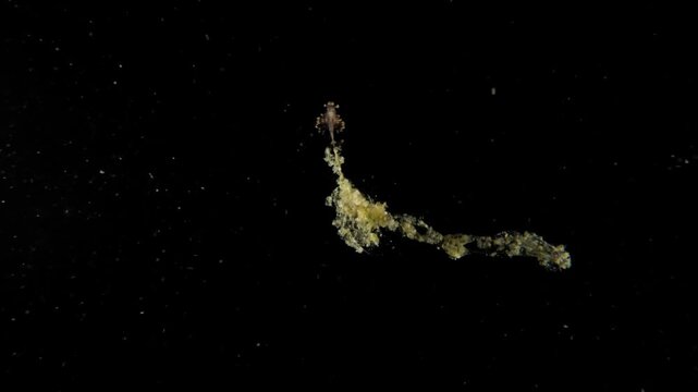 Larval Shrimp swimming in open ocean during a blackwater dive, with a long trailing line of bioluminescent or reflective excrement that mimics a stinging siphonophore. Filmed in Anilao, Philippines.