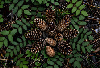 Obraz premium Sustainability and nature conservation, pine cones arranged in a circle on forest floor with green leaves and pine needles for environmental background