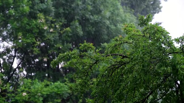 Heavy rain falling on lush green tree branches and leaves during a spring or summer storm, with a blurred natural background
