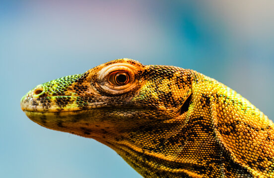 Close-up side profile of a baby Komodo dragon under macro, showing extreme scale texture and sharp gaze