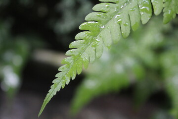 close up of a fern leaf © rahmad
