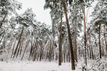 Snowy pine forest in winter, trees covered with snow. © Serhii