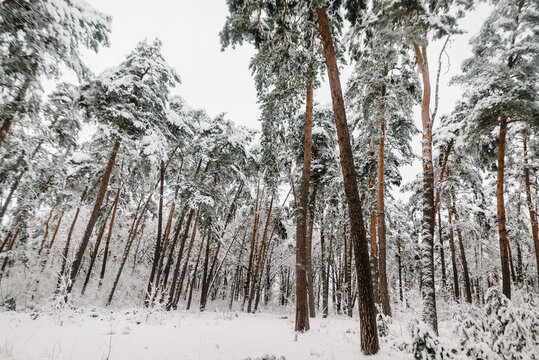 Snowy pine forest in winter, trees covered with snow.