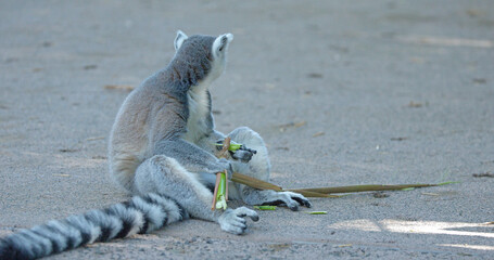 Fototapeta premium Ring-Tailed Lemur Sitting on Ground Eating Green Stalks