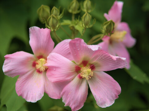 蒸し暑い8月に美しく咲いたピンク色のフヨウの花