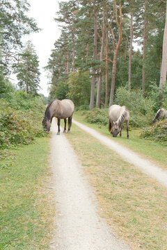 Konik horses grazing beside a sandy trail in a pine forest in Denmark
