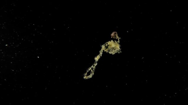 Larval Shrimp swimming in open ocean during a blackwater dive, with a long trailing line of bioluminescent or reflective excrement that mimics a stinging siphonophore. Filmed in Anilao, Philippines.