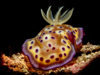 Nudibranch (Goniobranchus kuniei) © Tomek