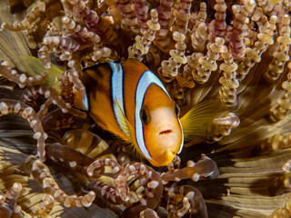 Clark's Anemonefish (Amphiprion clarkii) © Tomek