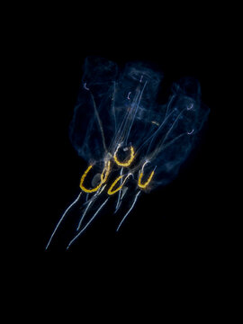 Salp - marine truncate (Cyclosalpa bakeri)