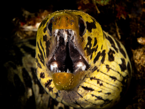 Fimbriated moray eel ((Gymnothorax fimbriatus)