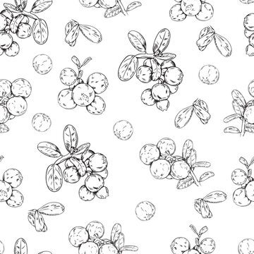 Seamless vector pattern of black line bearberries on white background