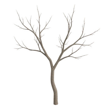 A bare tree branch with a few small buds beginning to form on the tips.