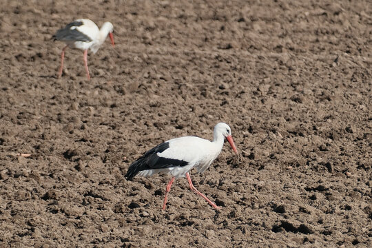 Two white storks foraging on a freshly ploughed field in spring