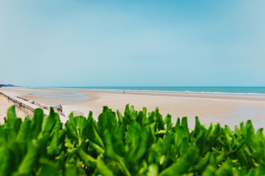 Green coastal leaves framing sandy beach and calm turquoise ocean sea horizon