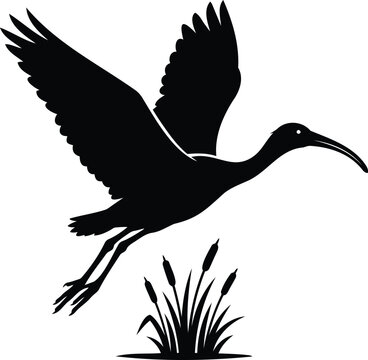 Black and white of an ibis bird in flight above marsh grass flying upward