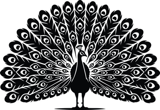 Black and white peacock silhouette with ornate feather patterns peacock feathers ornamental pattern bird silhouette