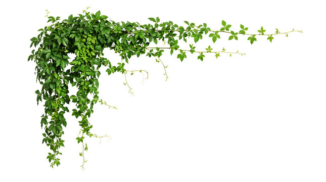 green ivy vine border on transparent background.
