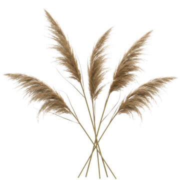 A close-up view of three dried pampas grass stems against a white background