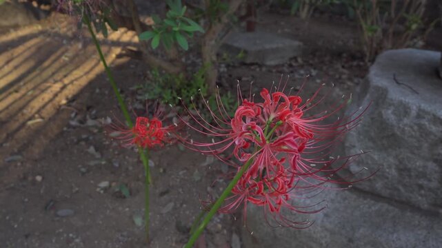 Red spider lily flowers swaying gently in peaceful Japanese garden setting.