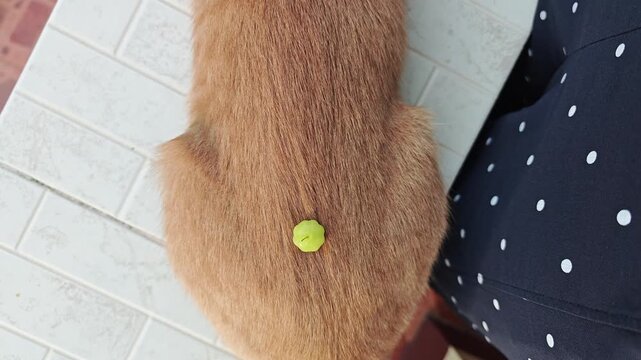 Cat's back moves or ripples when touched. A normal reflex from a specialized layer of skin muscles.