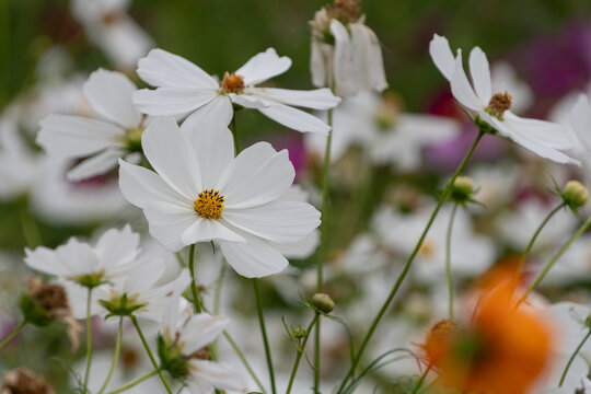 Beautiful white cosmos flowers blooming in autumn garden with natural green bokeh background