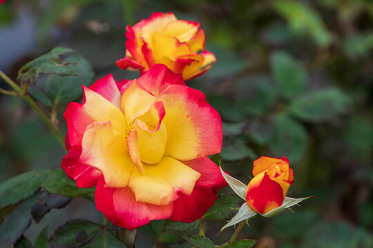 Vibrant blooming red and yellow rose flowers and bud in autumn garden with lush green background
